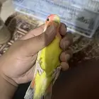 جوز روز منتج