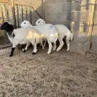 خرفان