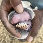 للبيع رغوث حريه