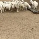 بهم نظيف ومشششروط شرط