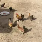 دجاج