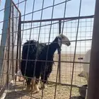 نجديه