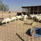 بهم فاخر جبر للبيع