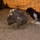 البيع حمام رقصي وفيه نفاخ وحد وفيه جوز بلجيك اصلي كله