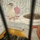 جوز كناري