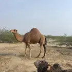 بعير فحل عتودي