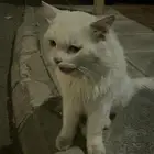 انقاذ قط
