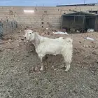 تيس جذع فحل