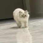 قطة للبيع