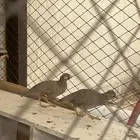 صفرد حجل رملي