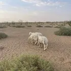 4 ضأن للبيع