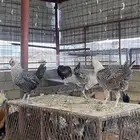 دجاج بلدي وفيومي بياض