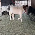 مشروع فحل تيس