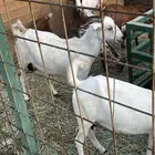 غنم بيشيات فاخرة مضاريع العدد5