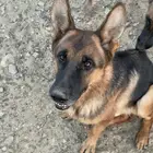 كلب جيرمن شيبرد للتبني