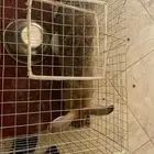 ارنب كبير و سمين النوع انثا