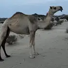 بكره كفو السن حقه بداوه