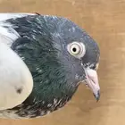 حمام بكستاني