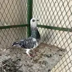 بوز مغبر