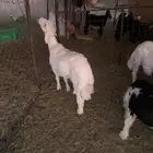 طليان حريات كفو وشحم