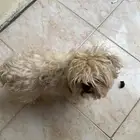 كلب مالتيز للبيع