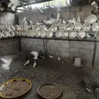 للبيع حمام فرنسي وأنواع اخرى والعدد مفتوح حوال