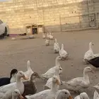 بط بكيني العمر 7 شهور بياض