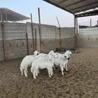 خرفان حريات