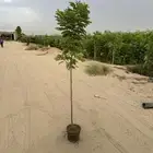 اشجار. للمشاريع شجر شجيرات كميات