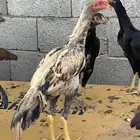 دجاج وديكه شامو اصل