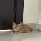 كتن شيرازي