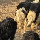 طليان نجد