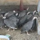 دجاج حبشي