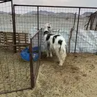 للبيع نعجه