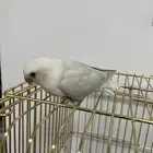 روز أليف بخدع مميزة