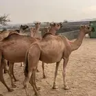 بعير ارك ابل ضرايب ولقاح للبيع