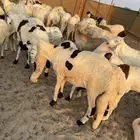 غنم سواكني جملة وتجزئة