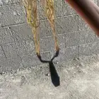 للبيع نبيطات