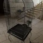 قفص ببغاء