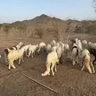 سواكن مرابي 5 شهور فل شحم