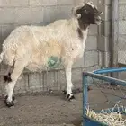 خروف نعيمي تام