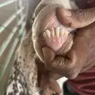 تيس هولنندي مشروع فحل