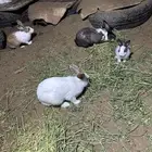 ارانب بلدي ذكور العدد4