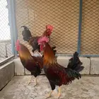 ديوك فري
