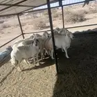 خميس مشيط القاعه