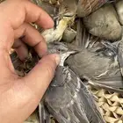 بواجي احجام