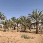 نخل للبيع الطول من مترين الا ثلاثه يصلح زينه لا يصلح للاكل