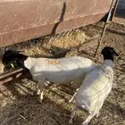 برابر جذعان
