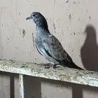 طبات باكستاني