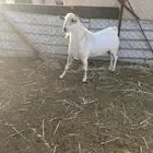 تيس بيشي صنف مشروط نضيف